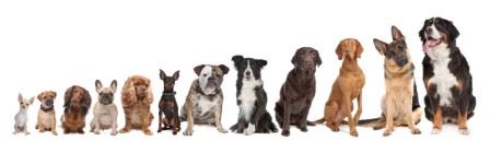 images/dog-lineup[1].jpg
